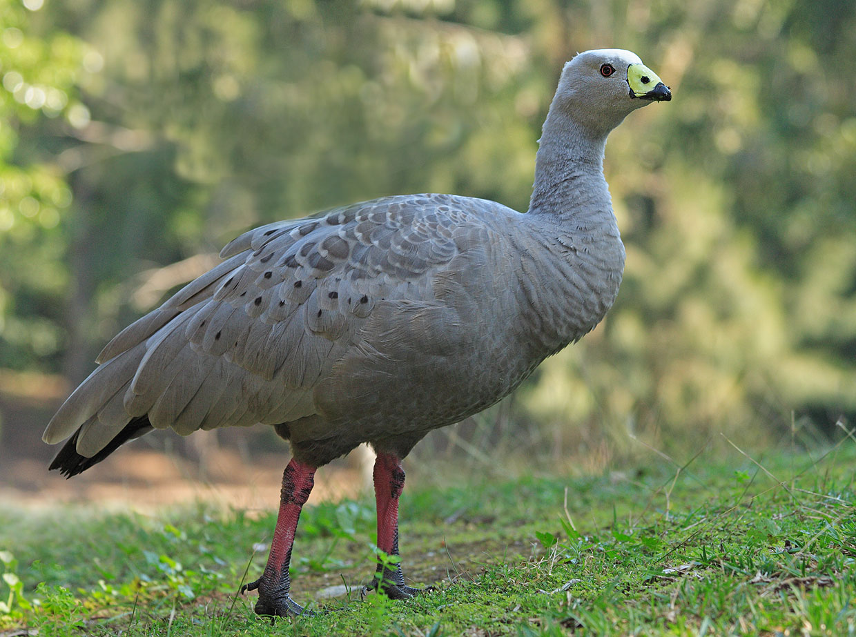 Gâsca de la Capul Barren (Cereopsis novaehollandiae), află toate caracteristicile