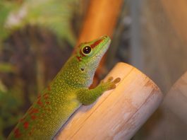 Gecko de zi din Madagascar (Phelsuma madagascariensis), cea mai mare specie Gecko de zi