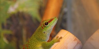 Gecko de zi din Madagascar (Phelsuma madagascariensis), cea mai mare specie Gecko de zi