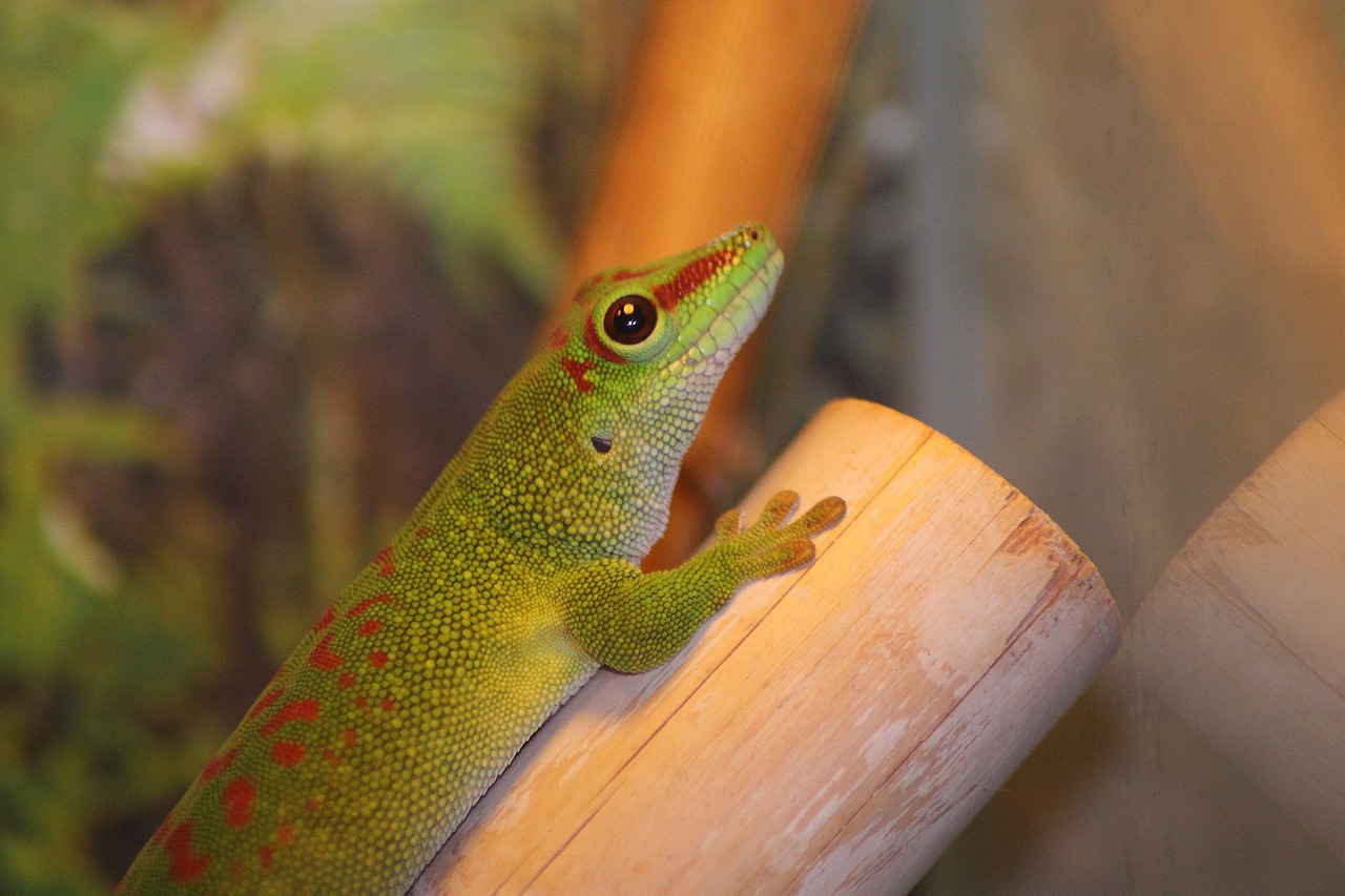 Gecko de zi din Madagascar (Phelsuma madagascariensis), cea mai mare specie Gecko de zi