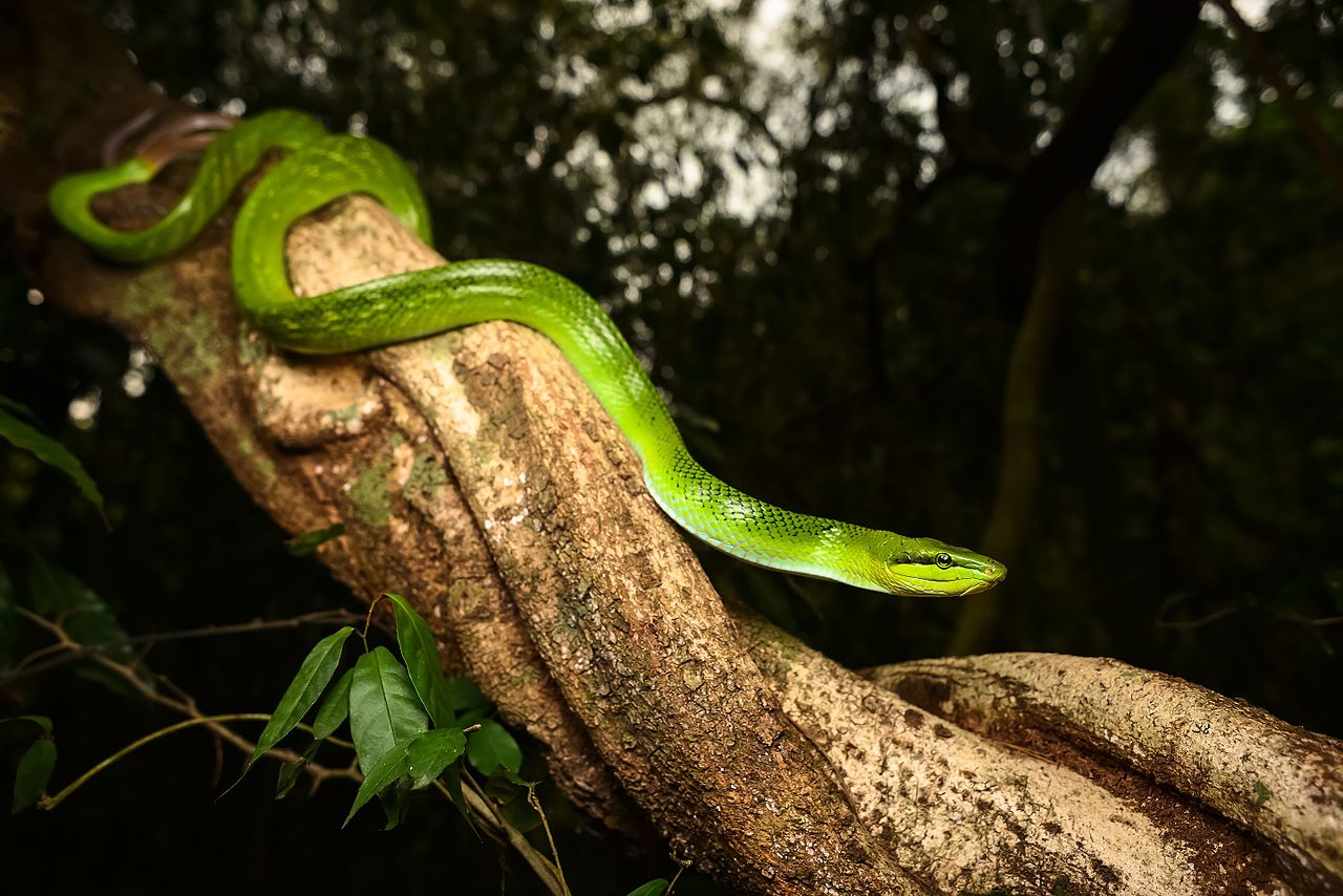 Gonyosoma oxycephala