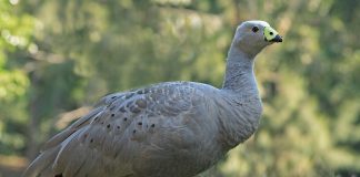 Gâsca de la Capul Barren (Cereopsis novaehollandiae), află toate caracteristicile