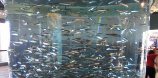 Hamsia nordică (Engraulis mordax)