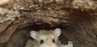 Harciogul de deșert (Phodopus roborovskii) sau hamsterul pitic