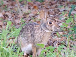 Iepurele de mlaștină (Sylvilagus aquaticus), un mamifer din familia Leporidae