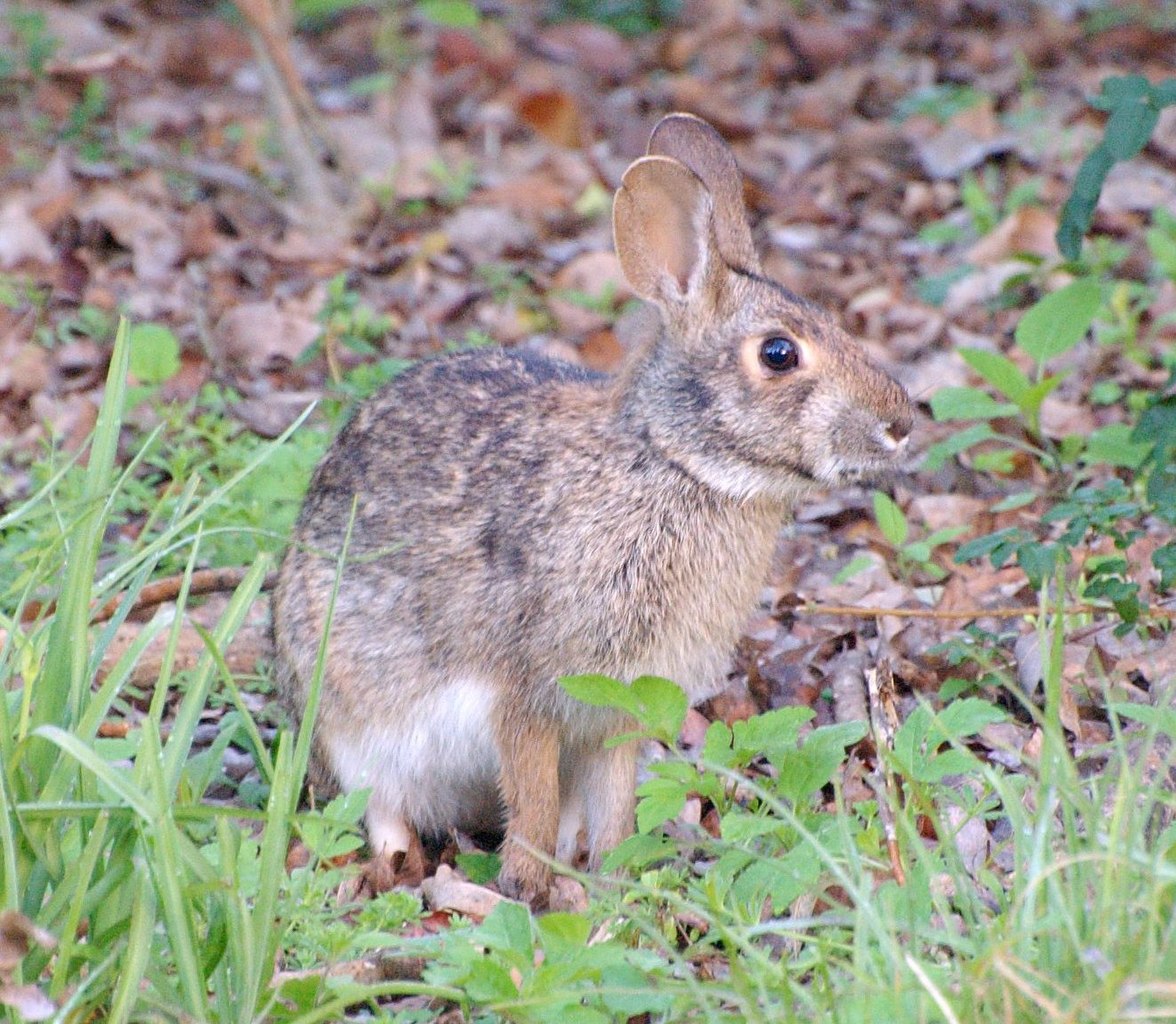 Iepurele de mlaștină (Sylvilagus aquaticus), un mamifer din familia Leporidae