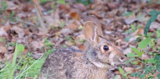 Iepurele de mlaștină (Sylvilagus aquaticus), un mamifer din familia Leporidae
