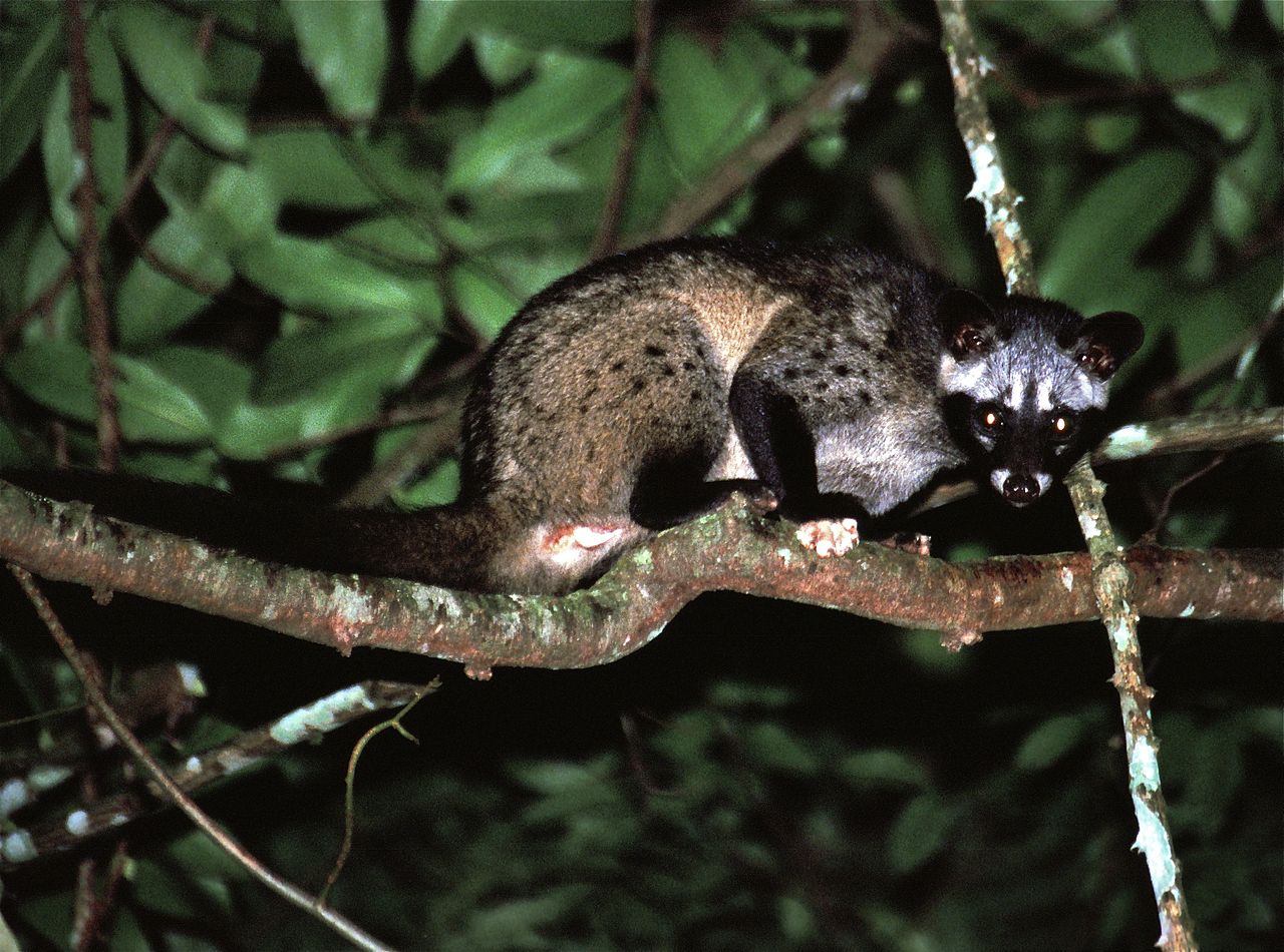 Mamifere – Civeta de palmier (Paradoxurus hermaphroditus)