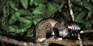 Mamifere – Civeta de palmier (Paradoxurus hermaphroditus)