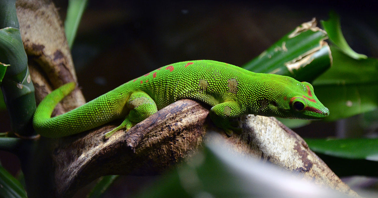 Phelsuma madagascariensis