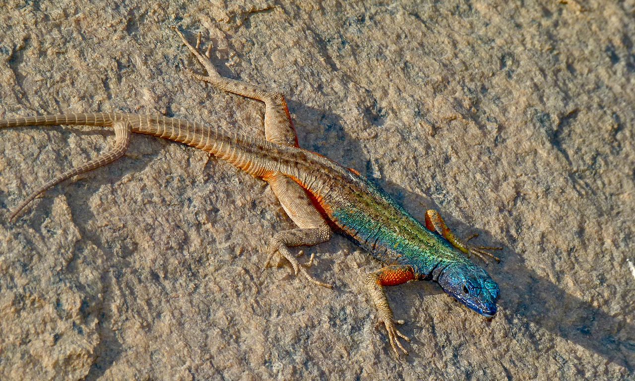 Platysaurus broadleyi