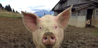 Porcul domestic – origine, caracteristici, beneficii Porcul domestic