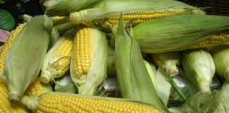 Corn