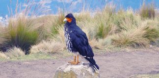 Păsări cu bărbițe din Noua Zeelanda – Creadion carunculatus