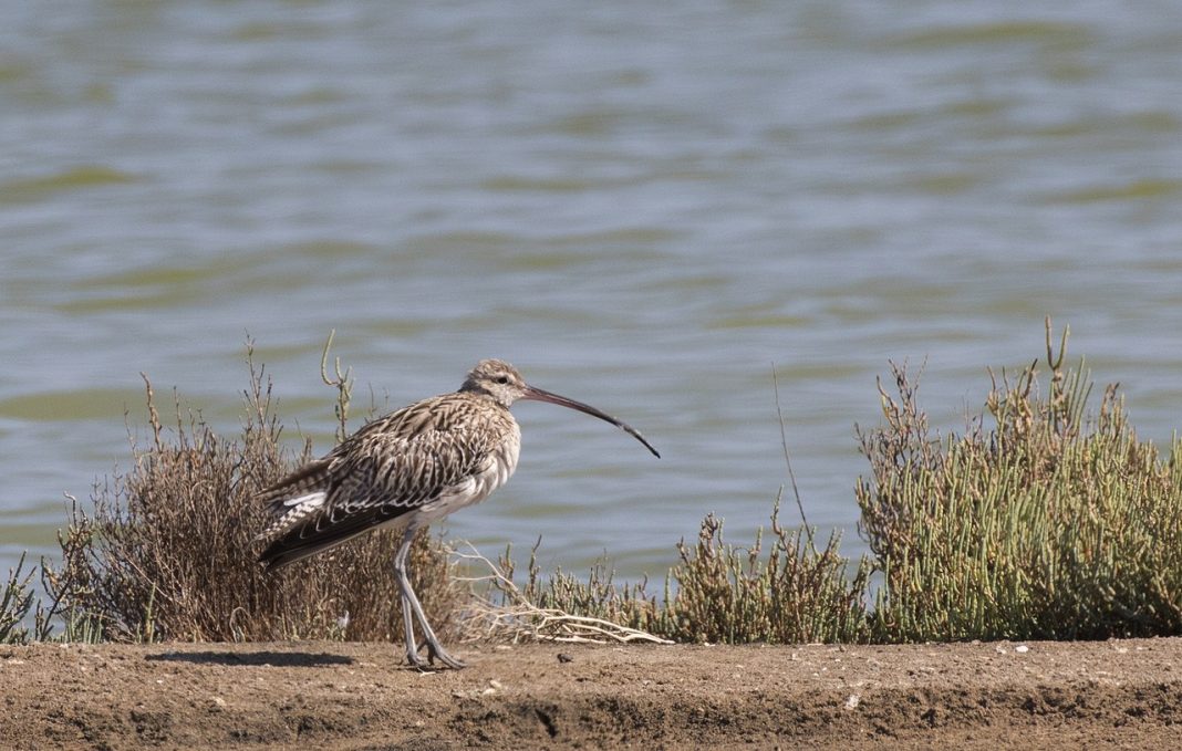 Păsări de apă – Culicul mare (Numenius arquata), o pasăre migratoare Păsări de apă – Culicul mare (Numenius arquata), o pasăre migratoare