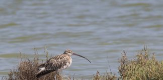 Păsări de apă – Culicul mare (Numenius arquata), o pasăre migratoare