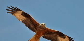 Păsări de pradă din țara noastră - Gaia roșie (Milvus milvus) sau șorlița-roșie