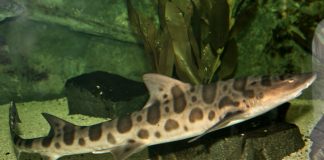 Rechinul-leopard (Triakis semifasciata), trăiește aproximativ 30 de ani