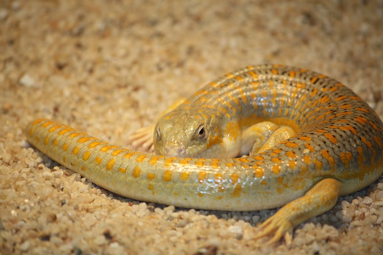 Scincida berbera (Eumeces schneiderii), cea mai mare șopârlă de acest gen