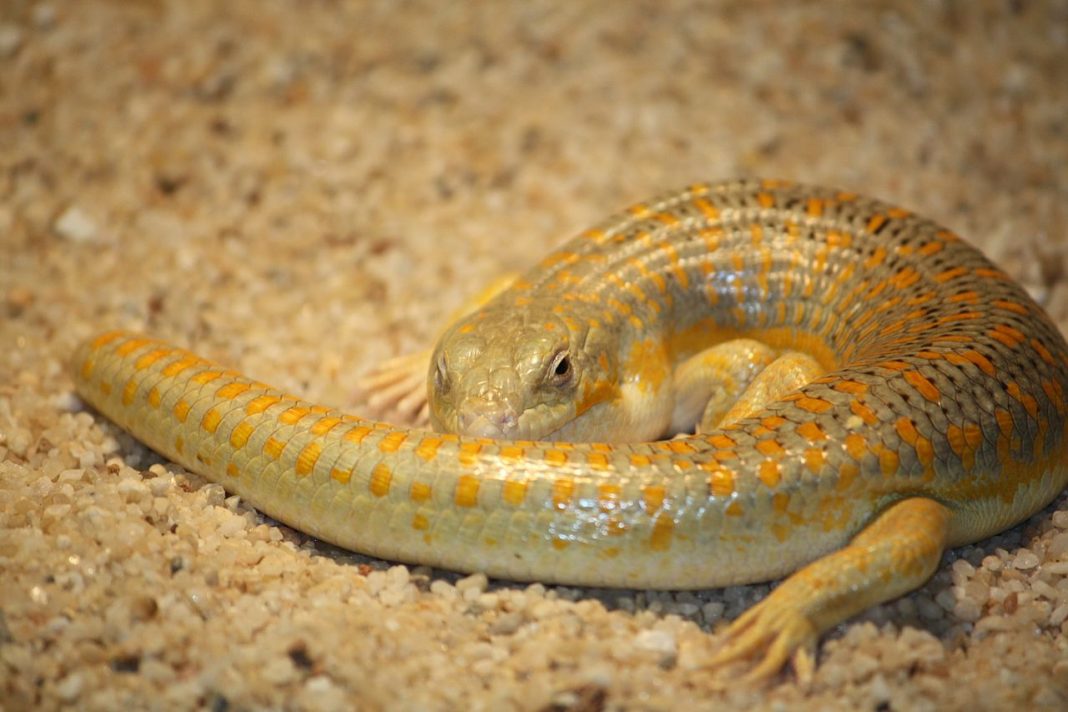 Scincida berbera (Eumeces schneiderii), cea mai mare șopârlă de acest gen Scincida berbera (Eumeces schneiderii), cea mai mare șopârlă de acest gen