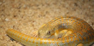 Scincida berbera (Eumeces schneiderii), cea mai mare șopârlă de acest gen