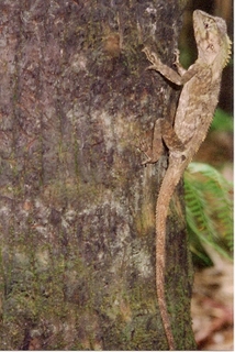 Soparla-sudica-cu-capul-unghiular-Hypsilurus-spinipes