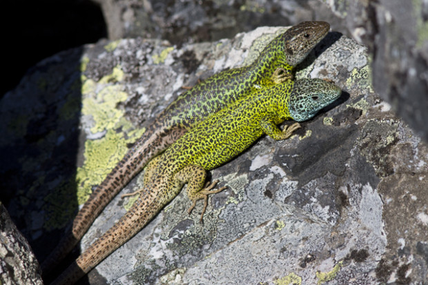 Soparla-verde-a-lui-Schreiber-Lacerta-schreiberi-Mascul-si-Femela