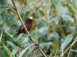 Specii de păsări - Cintezoiul cu cap plușat (Catamblyrhynchus diadema)