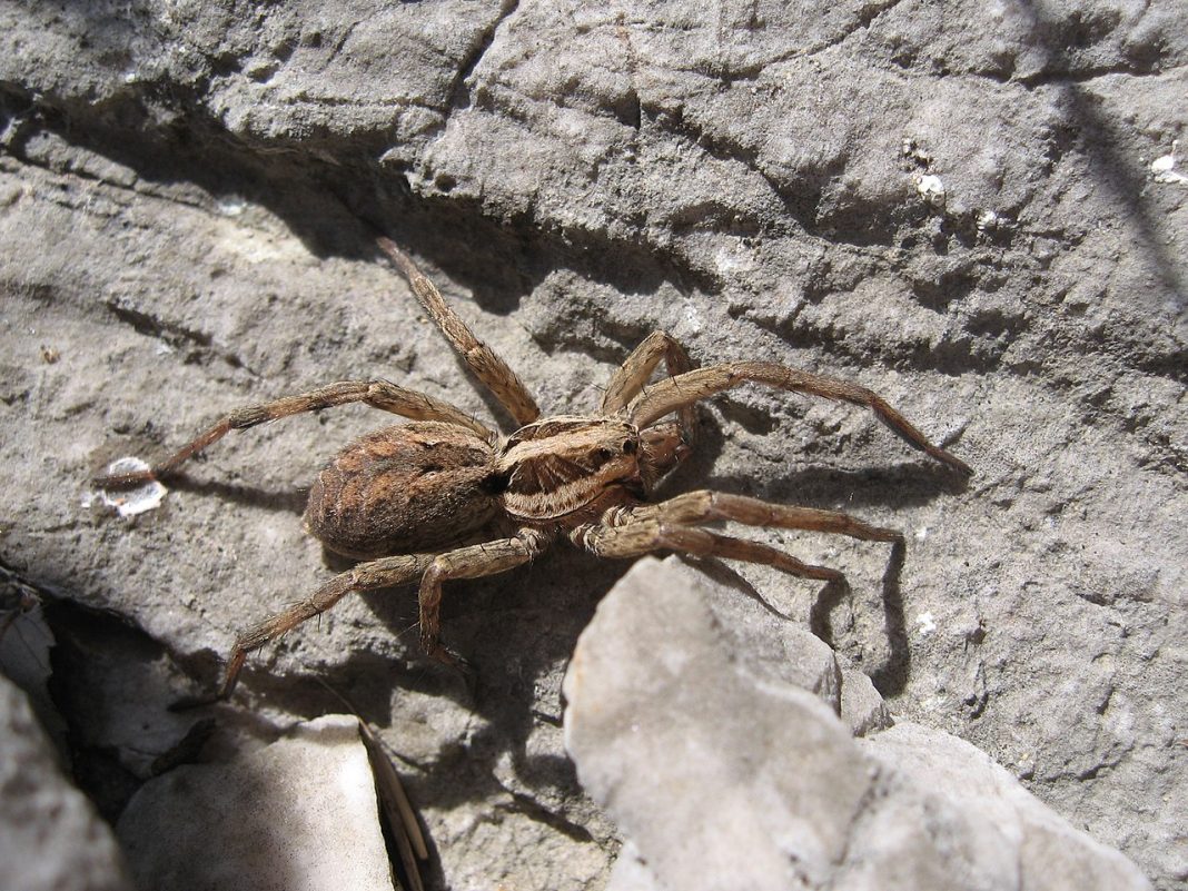 Specii de păianjeni-lup, cei mai faimoși din această specie Specii de păianjeni-lup, cei mai faimoși din această specie