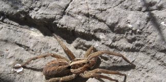 Specii de păianjeni-lup, cei mai faimoși din această specie