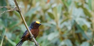 Specii de păsări - Cintezoiul cu cap plușat (Catamblyrhynchus diadema)