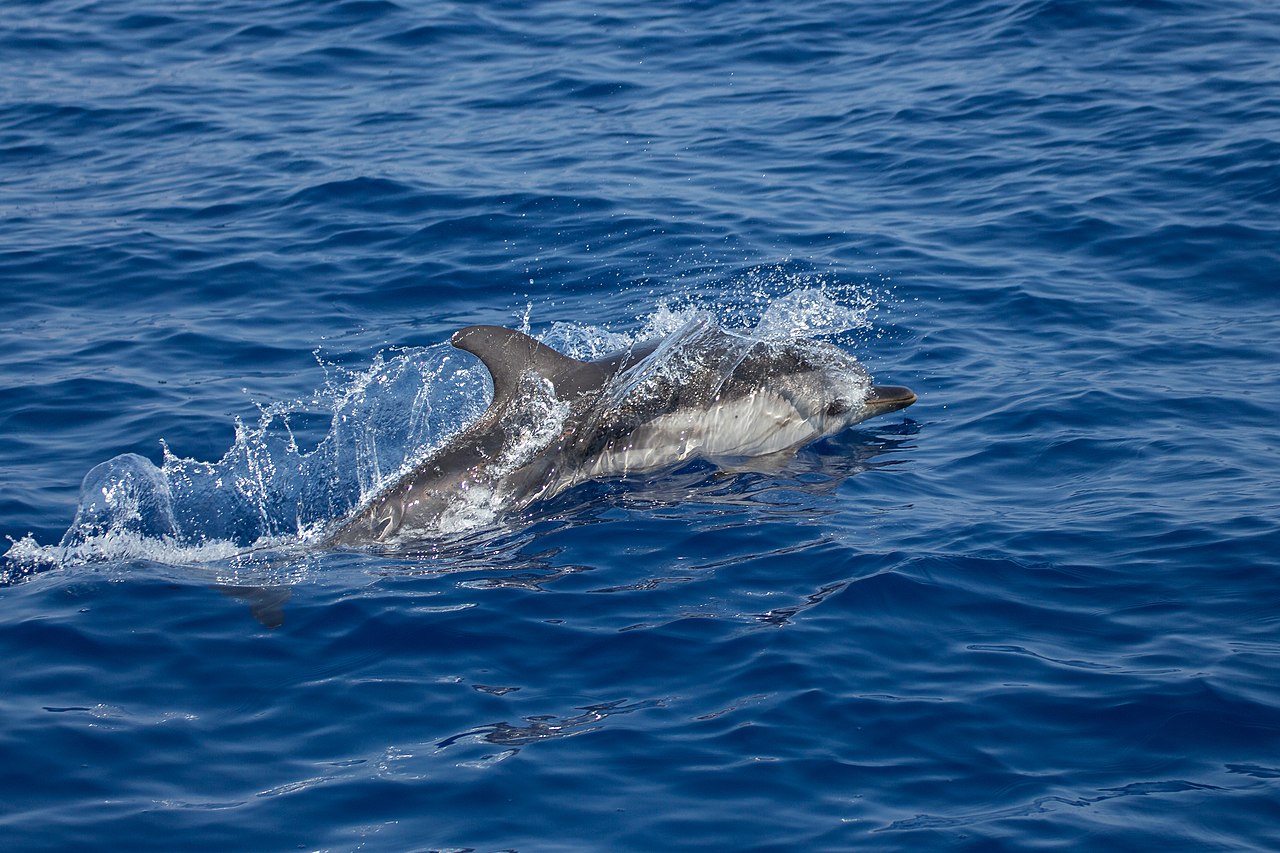 Stenella coeruleoalba