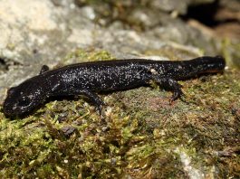 Tritonul cu creastă (Triturus cristatus) sau tritonul cu negi