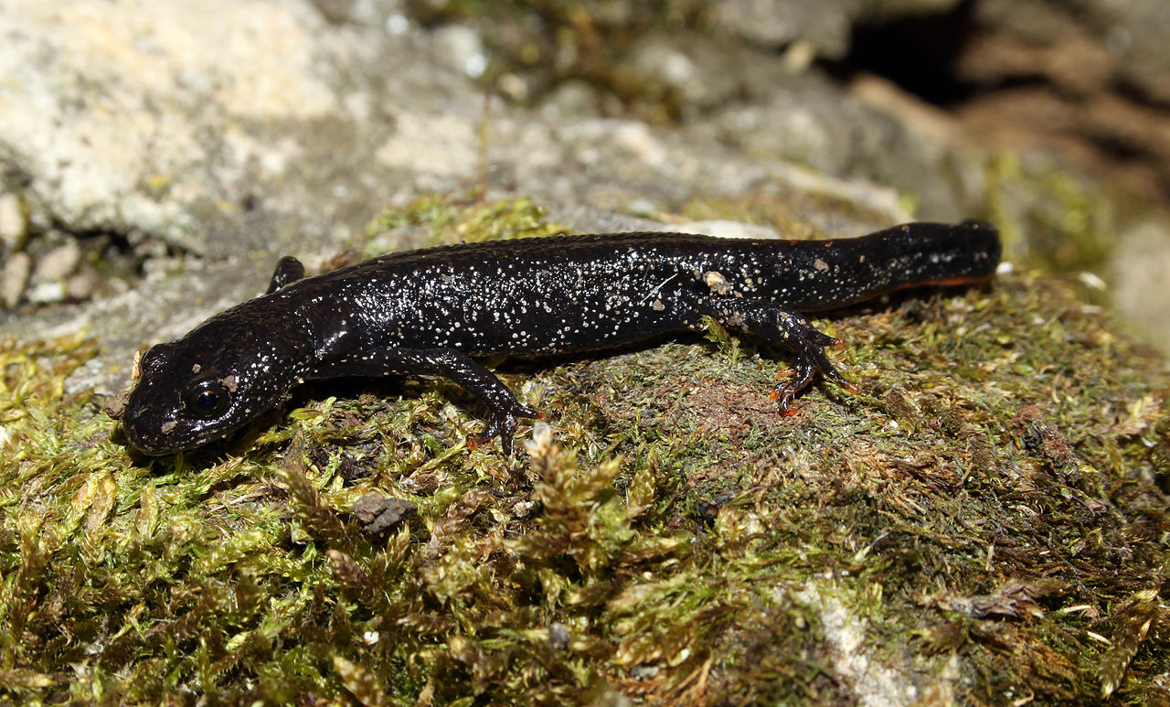 Tritonul cu creastă (Triturus cristatus) sau tritonul cu negi