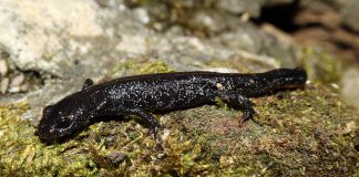 Tritonul cu creastă (Triturus cristatus) sau tritonul cu negi