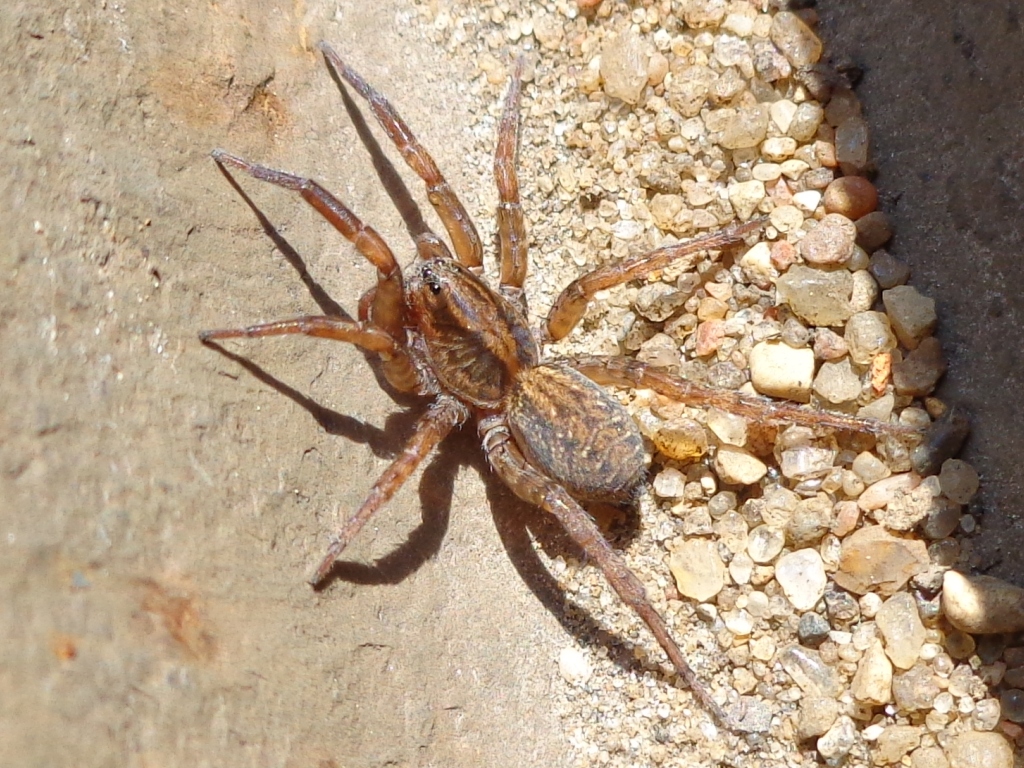 Trochosa terricola