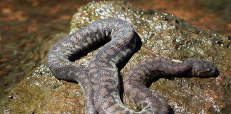 Șarpele-pilă Arafura (Acrochordus arafurae) absoarbe oxigenul prin piele