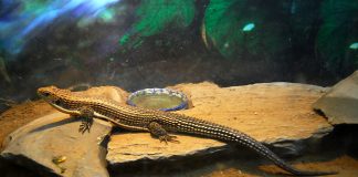 Șopârla cu platoșă și solzi aspri (Gerrhosaurus major)