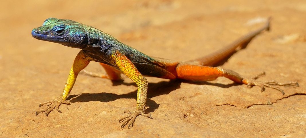 Șopârla plată a lui Broadley (Platysaurus broadleyi) face salturi acrobatice după insecte