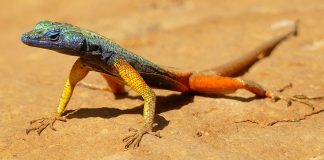 Șopârla plată a lui Broadley (Platysaurus broadleyi) face salturi acrobatice după insecte