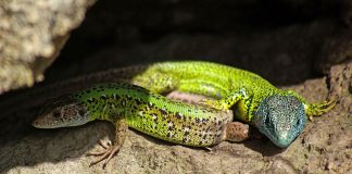 Șopârla verde a lui Schreiber (Lacerta schreiberi) din Europa de Sud-Est