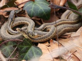 Șarpele-jartieră comun (Thamnophis sirtalis) din America de Nord