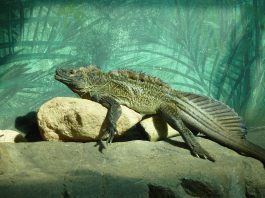 Șopârlă cu vela (Hydrosaurus pustulatus), un înotător excelent