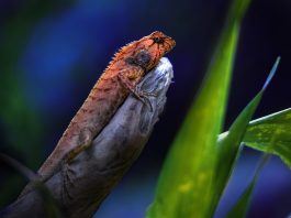 Șopârla de grădina (Calotes versicolor), o specie comună