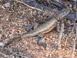 Șopârla de lavă din Guyana (Tropidurus hispidus) și caracteristicile acestei reptile