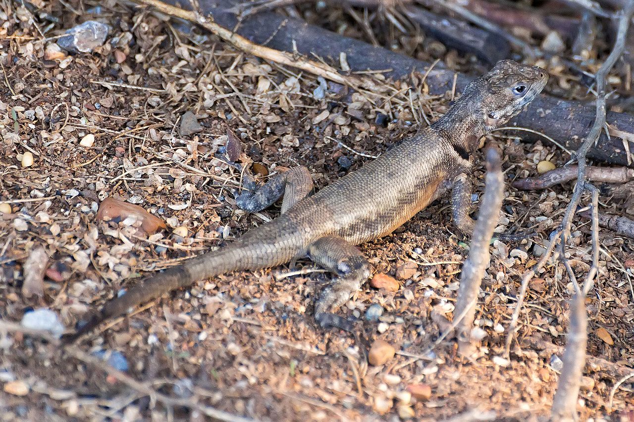 Șopârla de lavă din Guyana (Tropidurus hispidus) și caracteristicile acestei reptile