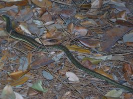 Șopârla de sticlă răsăriteană (Ophisaurus ventralis) ce seamănă cu un șarpe