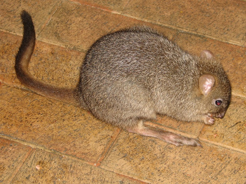 Bettongia penicillata, Foto: babs.com.au