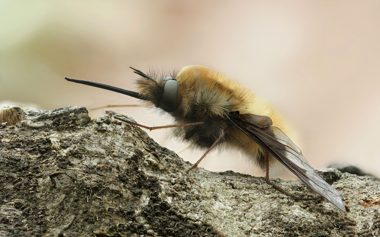 Bombylius Major