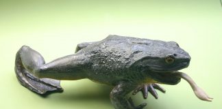Broasca Goliat (Conraua goliath), cea mai mare din lume